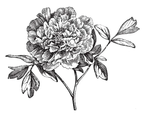 Горный Пион Цветок Растение Известный Умеренные Регионы Рисунок Винтажной Линии — стоковый вектор
