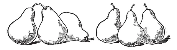梨として知られている Pomaceous これは食用のジューシーなフルーツです このカードは 梨まとめ ヴィンテージ線描画や彫刻イラスト を示しています — ストックベクタ