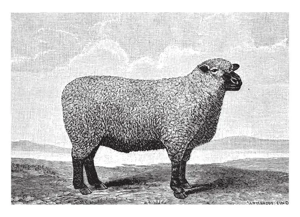 Πρόβατο Southdown Είναι Μια Μικρή Βρετανική Πρόβατα Εκτρέφονται Κυρίως Για — Διανυσματικό Αρχείο