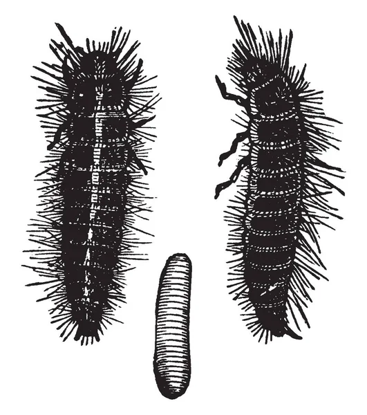 皮革甲虫 可以成长为刚刚超过一英寸半长 复古线画或雕刻插图 — 图库矢量图片