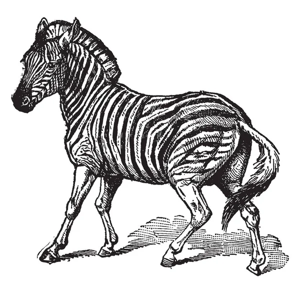 斑马是非洲 Equids 的几种物种 其独特的黑白条纹大衣 复古线条画或雕刻插图 — 图库矢量图片