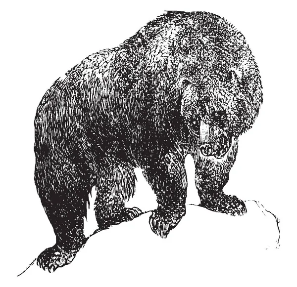 Niedźwiedź Grizzly Jest Ostra Potężny North American Niedźwiedzie Vintage Rysowania — Wektor stockowy