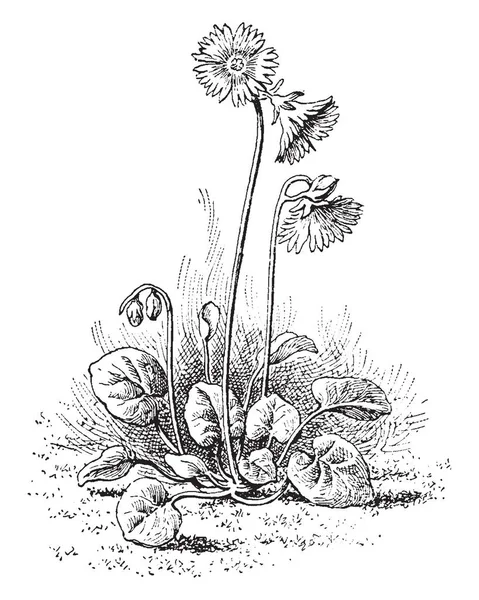 Ein Bild Zeigt Soldanella Alpina Pflanze Gehört Zur Familie Der — Stockvektor