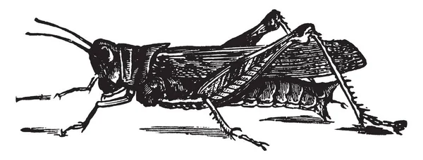 Red Legged Grasshopper Insetto Della Famiglia Degli Acrididae Cavallette Disegni — Vettoriale Stock