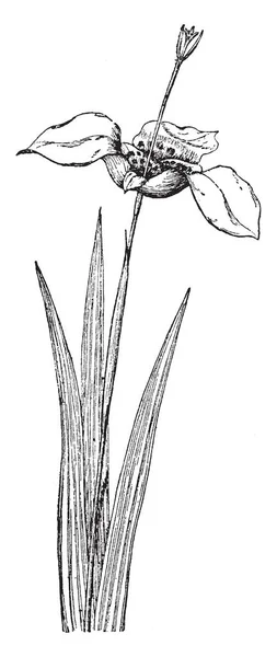 これは 画像の Tigridia Pringlei 花植物です さまざまな色入って来します 彼らは朝 ビンテージの線描画や彫刻イラスト早くオープン — ストックベクタ