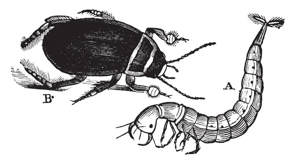伟大的潜水甲虫成人和幼虫 达到超过一英寸的长度 复古线条绘画或雕刻插图 — 图库矢量图片