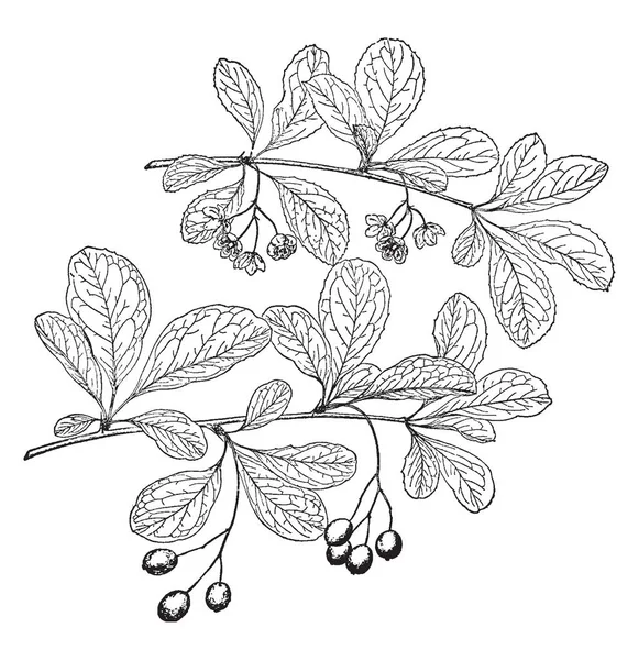 小檗巨蟹的叶子是全传播的 它们是椭圆形的 有一些水果和花挂在树枝上 复古线条画或雕刻插图 — 图库矢量图片