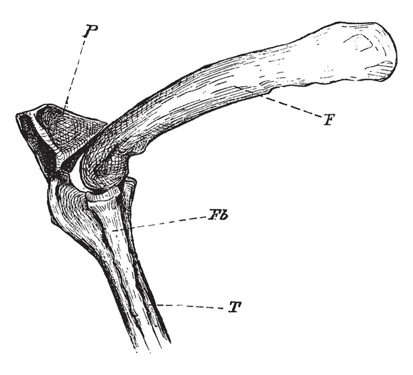 Vari Tipi Articolazione Del Ginocchio Cormorano Disegno Linea Vintage Illustrazione — Vettoriale Stock