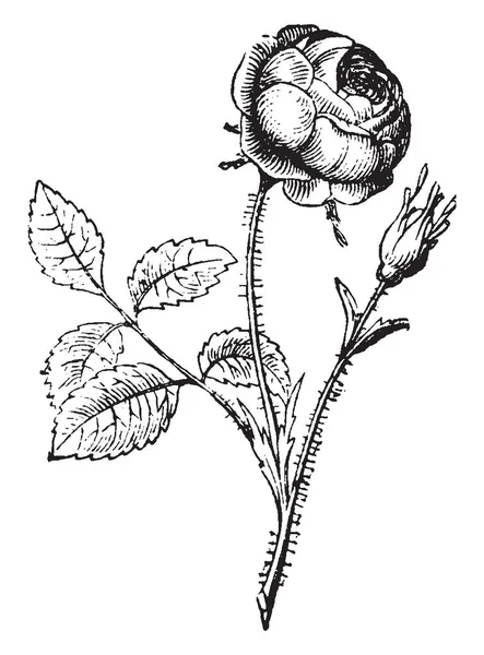 Tento Obrázek Ukazuje Růže Květ Stonky Jsou Thorny Květy Jsou — Stockový vektor