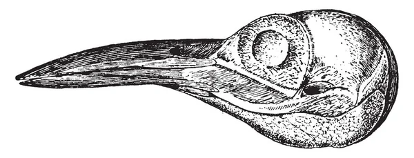Various Labels Woodpecker Skull Vintage Line Drawing Engraving Illustration — Stock Vector