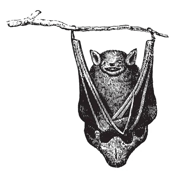 Bats Mammals Order Chiroptera Whose Forelimbs Form Webbed Wings Vintage — Stock Vector