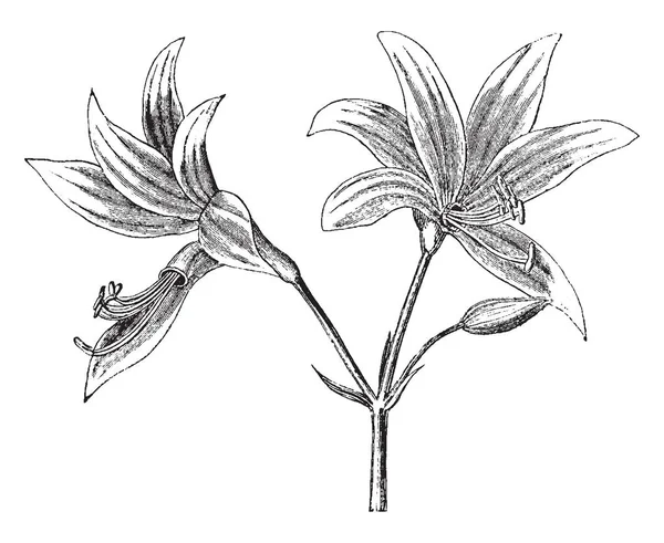 Изображение Placea Arz Цветок Растет Зимой Весной Рисунок Винтажной Линии — стоковый вектор