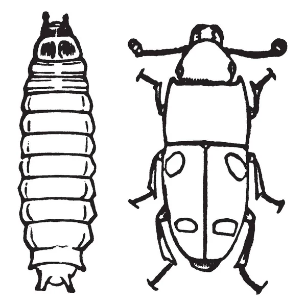 此插图代表树皮甲壳虫 复古线条绘制或雕刻插图 — 图库矢量图片