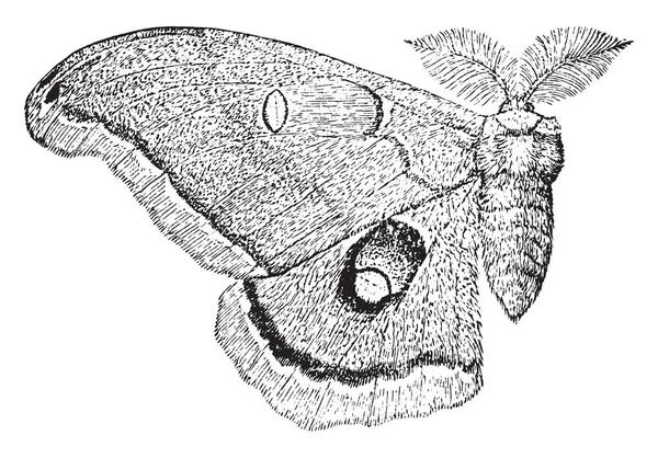 Polyphemus Moth Com Grande Eyespot Suas Asas Desenho Linha Vintage —  Vetores de Stock