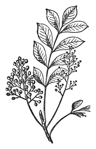 画像は ウルシの植物の枝を示しています 果物は ウルシ Bobs と呼ばれる赤みを帯びた核果の密なクラスターを形成します それは小さな低木 ヴィンテージの線描画や彫刻イラストです — ストックベクタ