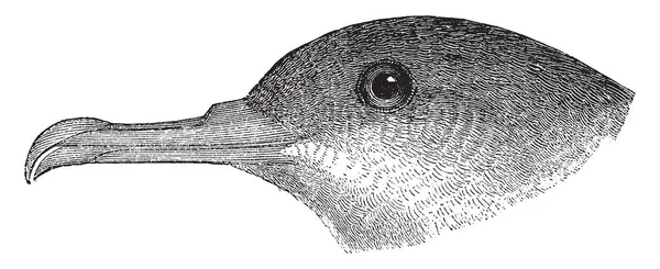 Black Vented Shearwater Cor Escura Das Partes Superiores Que Estende — Vetor de Stock