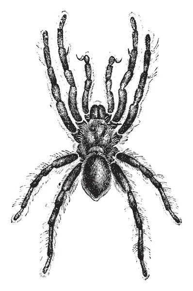 Mygale Vintage Illüstrasyon Kazınmış Doğal Tarih Hayvanların 1880 — Stok Vektör