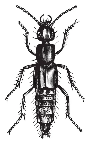 罗夫甲虫主要区别于他们的短鞘翅 通常留下超过一半的腹部暴露 复古线条画或雕刻插图 — 图库矢量图片