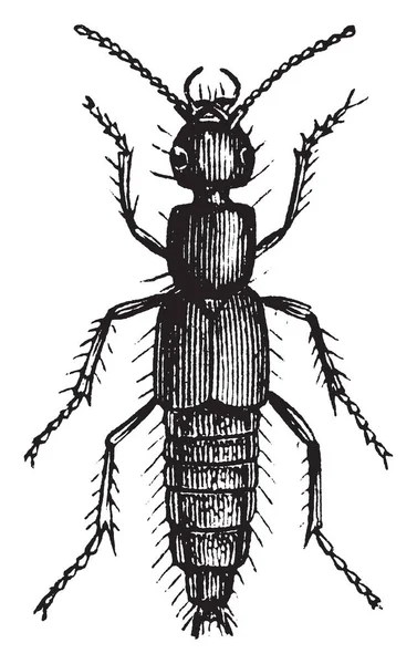 Scarabeo Rove Distingue Principalmente Loro Elitre Corti Che Genere Lasciano — Vettoriale Stock