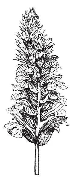 Anthanthus 在这张图片是一个花卉组长叶柄 每花长 它被叶柄包围 复古线条画或雕刻插图 — 图库矢量图片