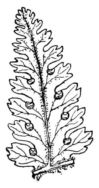 Plant Image Vector Illustration — Stock Vector