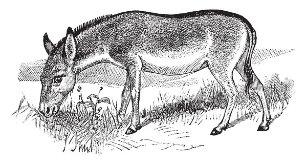 Khulan Onager Che Una Specie Cavallo Più Grande Asino Disegno — Vettoriale Stock