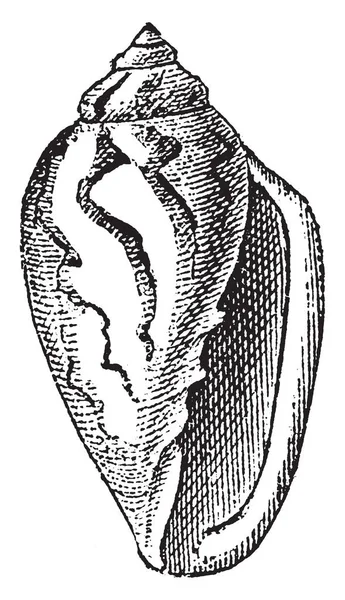 Marginella Género Pequeños Caracoles Marinos Tropicales Templados Dibujo Líneas Vintage — Archivo Imágenes Vectoriales