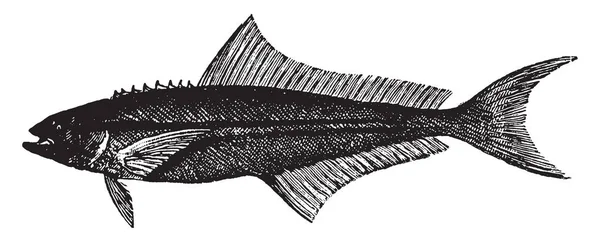 Cobia Jednorodny Kształt Głowy Szerokie Spłaszczone Vintage Rysowania Linii Lub — Wektor stockowy