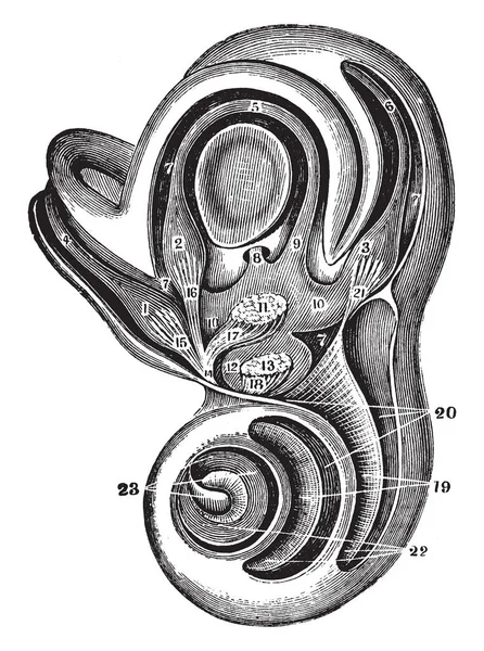 Illustration Represents Bony Labyrinth Inner Ear Vintage Line Drawing Engraving — Stock Vector