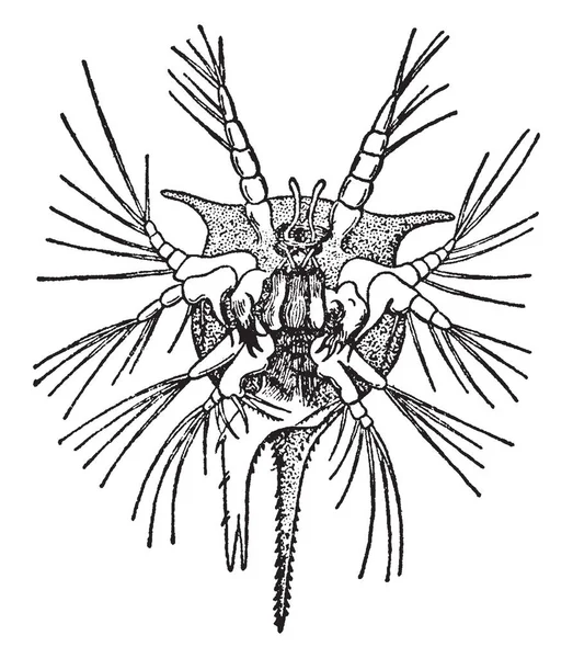 Questa Illustrazione Rappresenta Nauplius Barnacle Disegno Linea Vintage Incisione Illustrazione — Vettoriale Stock