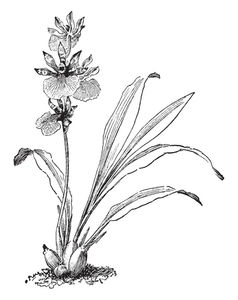 Fiore Zygopetalum Machaii Che Collegato Alla Famiglia Del Orchid Disegno — Vettoriale Stock