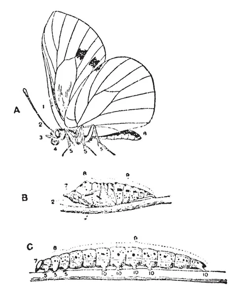 Tres Etapas Mariposa Col Que Forma Pupa Para Desarrollar Alas — Vector de stock