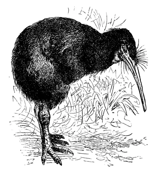 Apteryx Vintage Εγχάρακτη Απεικόνιση Vie Dans Nature 1890 — Διανυσματικό Αρχείο