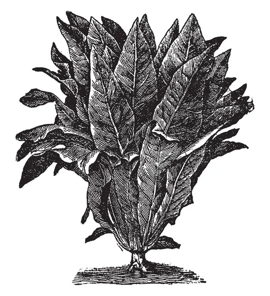 Этой Фотографии Изображен Салат Является Одним Видов Овощей Листья Плотные — стоковый вектор