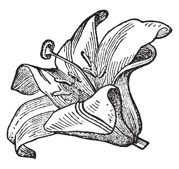 百合花花冠花的图像 是花朵部分的内圆 由花瓣 复古线条画或雕刻插图组成 — 图库矢量图片
