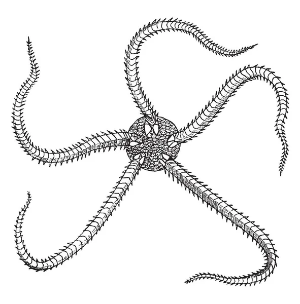 海星是星形棘皮动物属于类 Asteroidea 复古线条画或雕刻插图 — 图库矢量图片