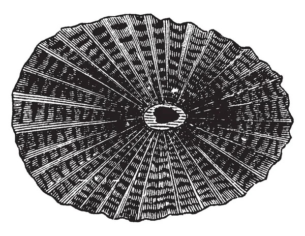 Грецький Fissurella Знайшов Середземномор Індійського Океану Vintage Штриховий Малюнок Або — стоковий вектор