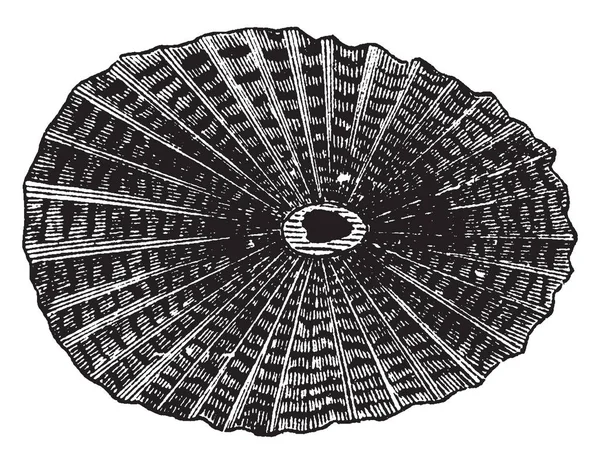 Fissurella Griega Encuentra Mediterráneo Océano Índico Trazado Líneas Vintage Ilustración — Vector de stock