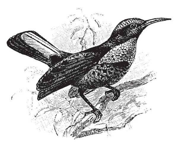 Riflebird Est Oiseau Paradis Australien Dessin Ligne Vintage Illustration Gravure — Image vectorielle