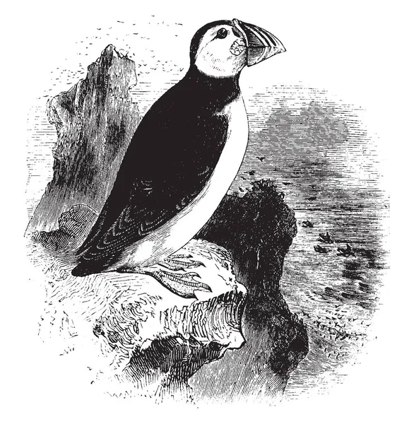 北极海雀主要以幼鱼为主 复古线条画或雕刻插图 — 图库矢量图片