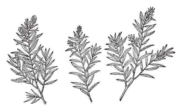 Una Imagen Que Muestra Rama Sauce Hoja Larga También Conocida — Archivo Imágenes Vectoriales