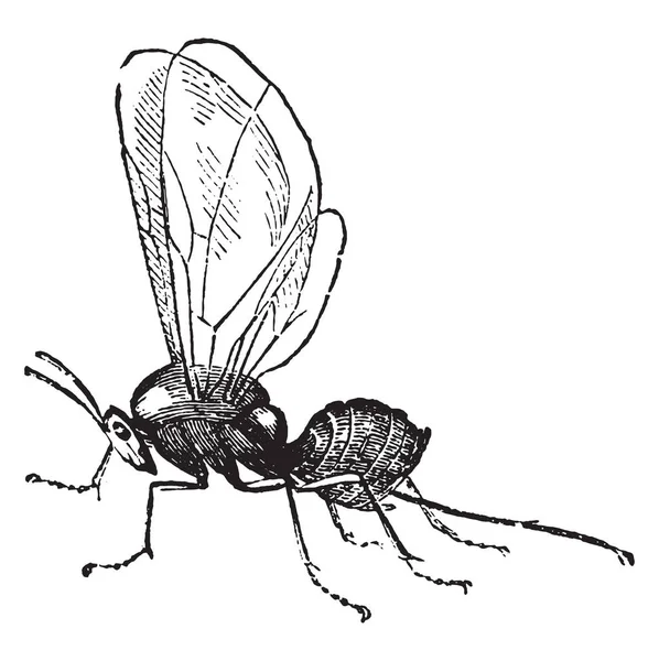 Cynips ヴィンテージには 図が刻まれています 1880 動物の自然史 — ストックベクタ