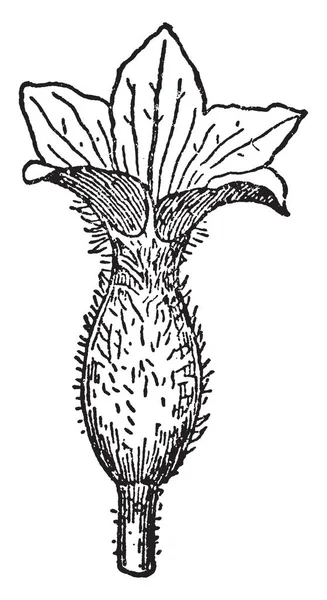 Foto Van Komkommer Vrouwelijke Bloem Deze Plant Goed Zaadvast Komkommer — Stockvector