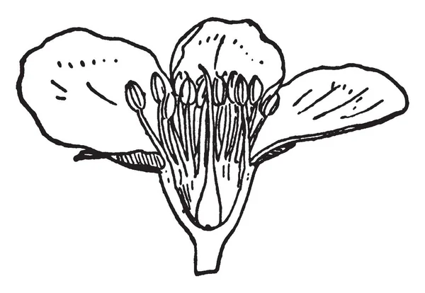 Melocotón Una Fruta Jugosa Perteneciente Familia Rosaceae Dibujo Línea Vintage — Archivo Imágenes Vectoriales