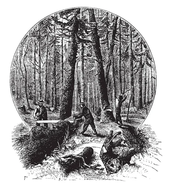 この図は ロガーを表します木材 ビンテージの線描画や彫刻イラストで木を切る人 — ストックベクタ