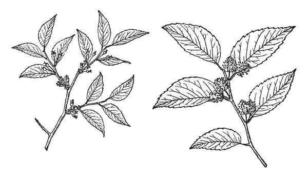 Deze Foto Een Tak Van Een Boom Water Elm Zij — Stockvector