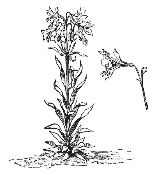 Képen Látható Alstromeria Versicolor Növény Virág Sárga Fehér Csíkos Csíkkal — Stock Vector