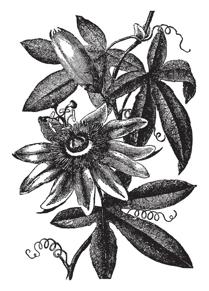 激情花也被称为西番莲 它是一个常绿的登山者 有异国情调的花朵 有时跟着鲜艳的水果 复古线条画或雕刻插图 — 图库矢量图片