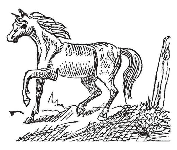 Нэг Маленькая Лошадь Которая Является Пони Винтажные Линии Рисунок Гравировка — стоковый вектор