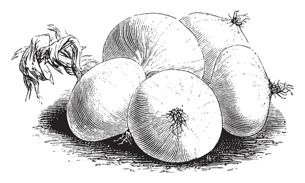 Die Neapelzwiebel Hat Eine Rundliche Form Die Frühlingszwiebeln Eine Zwiebelzwiebel — Stockvektor